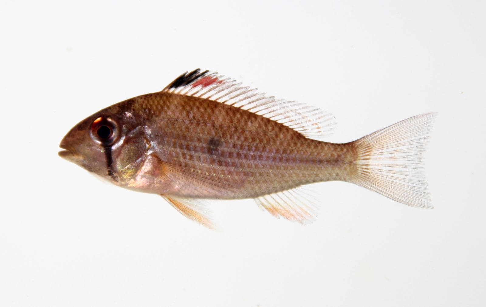 Threadfin Acara
