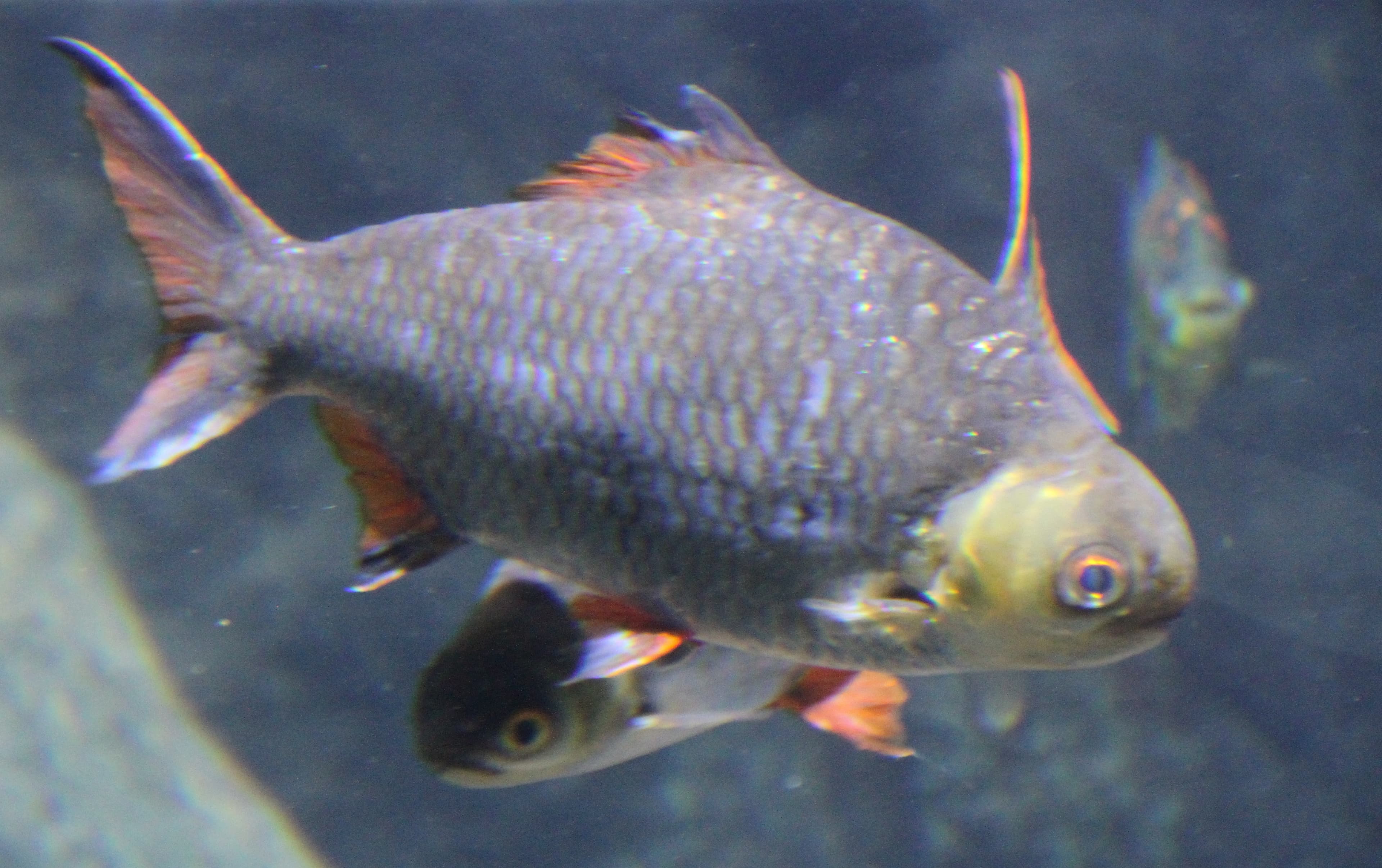 Red Pacu