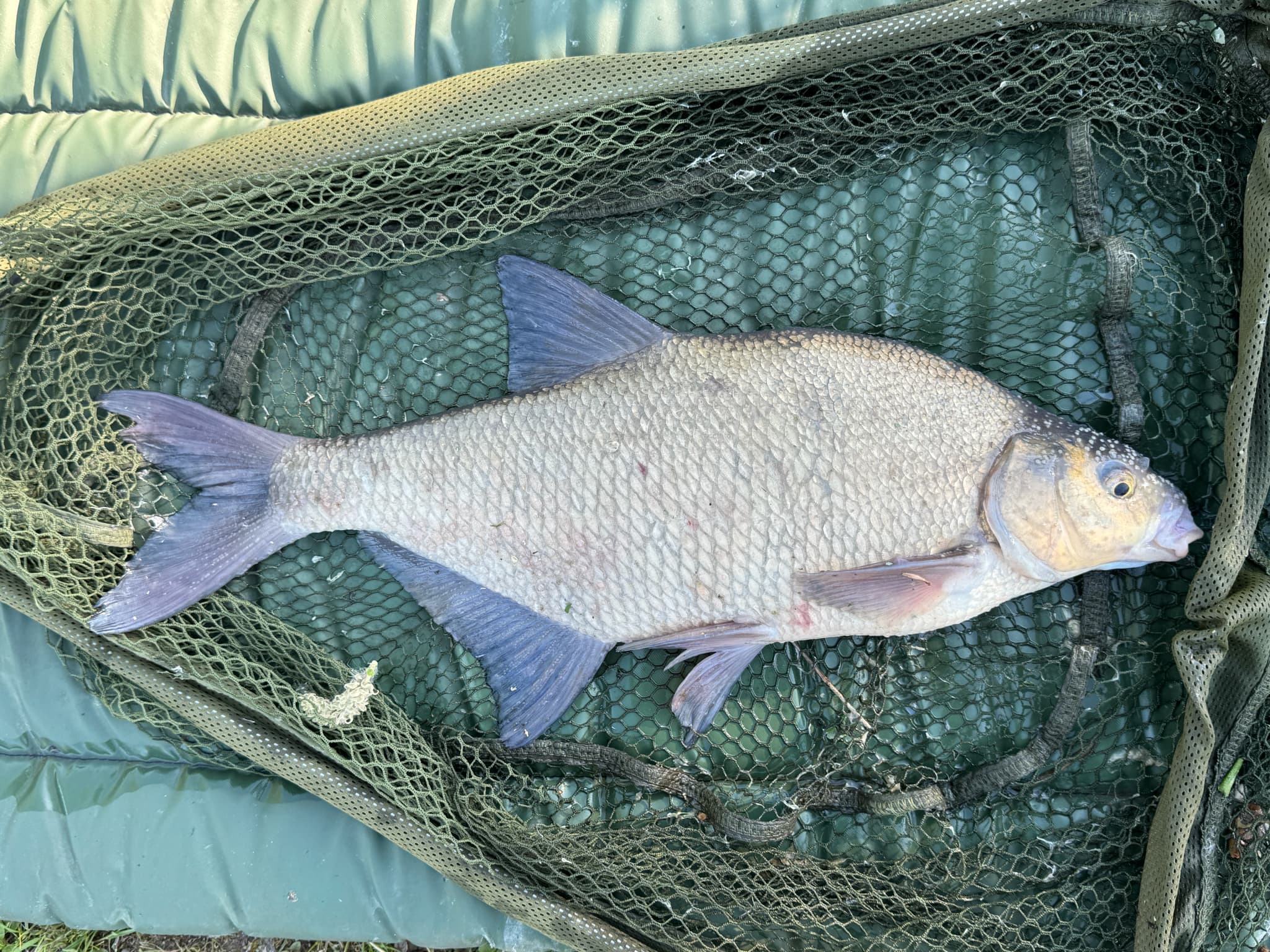 Common Bream