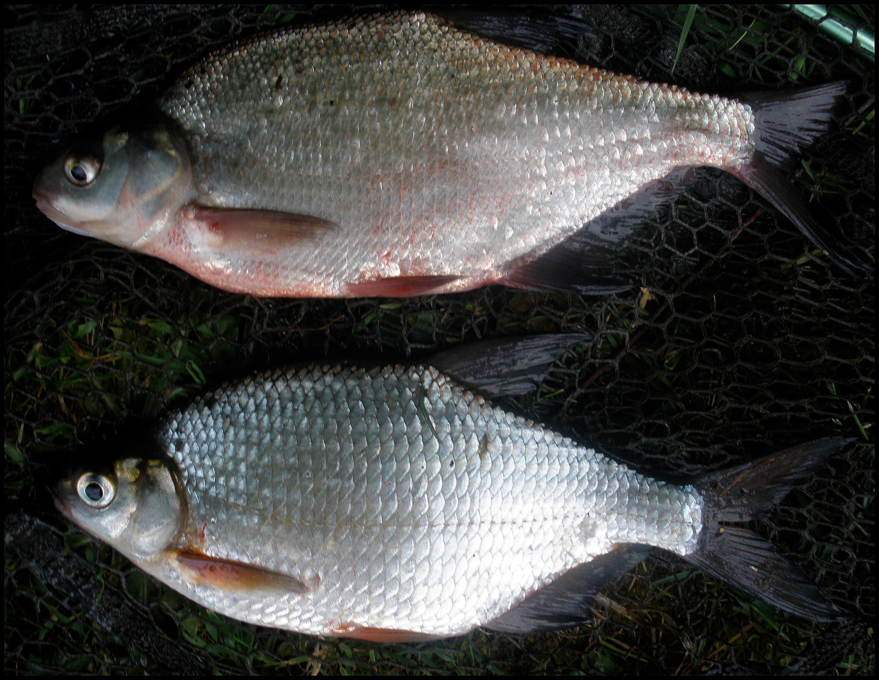 Bronze Bream