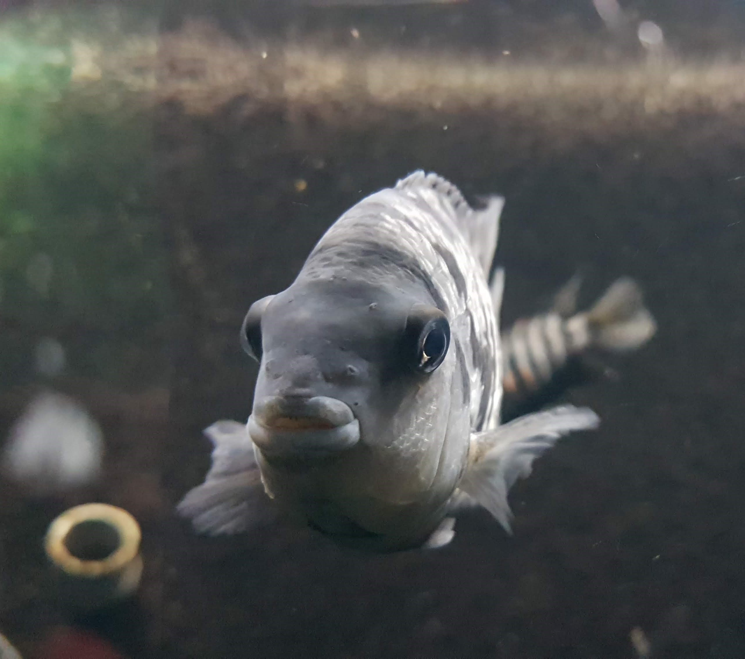Convict Cichlid