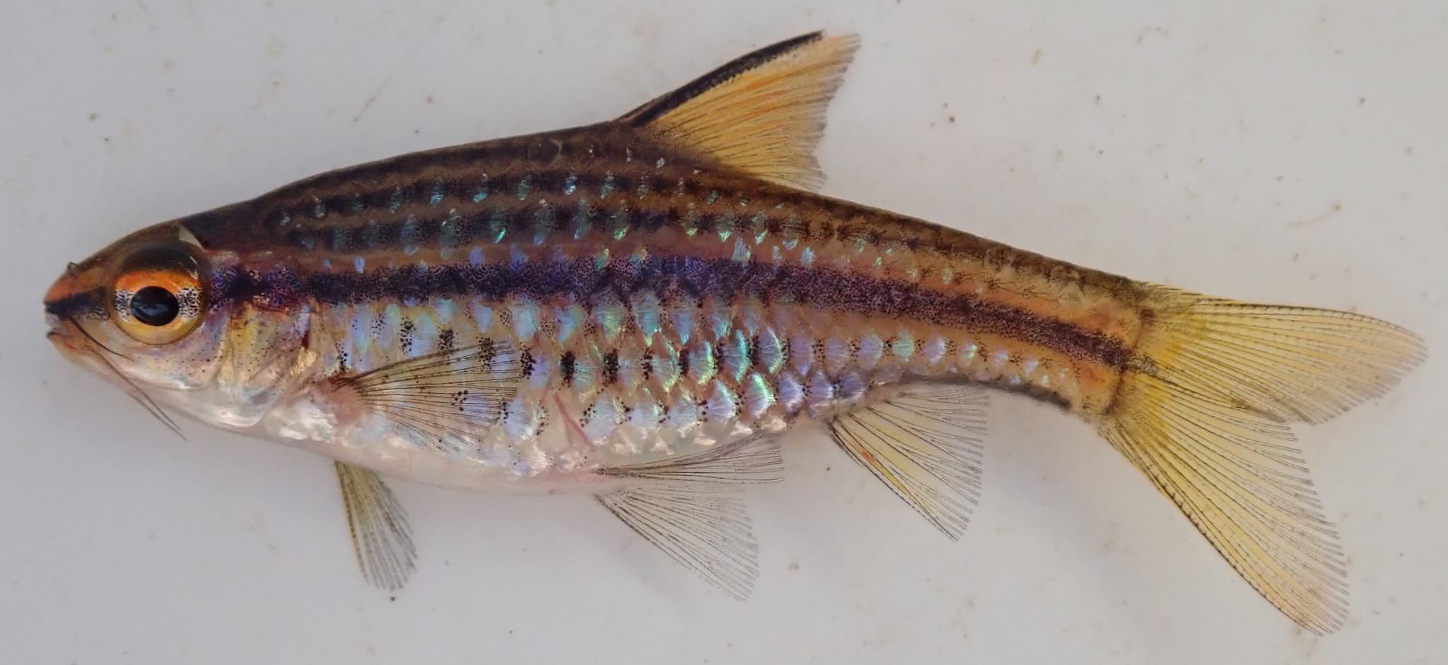 Copperstripe Barb