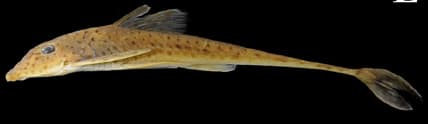 Cteniloricaria napova