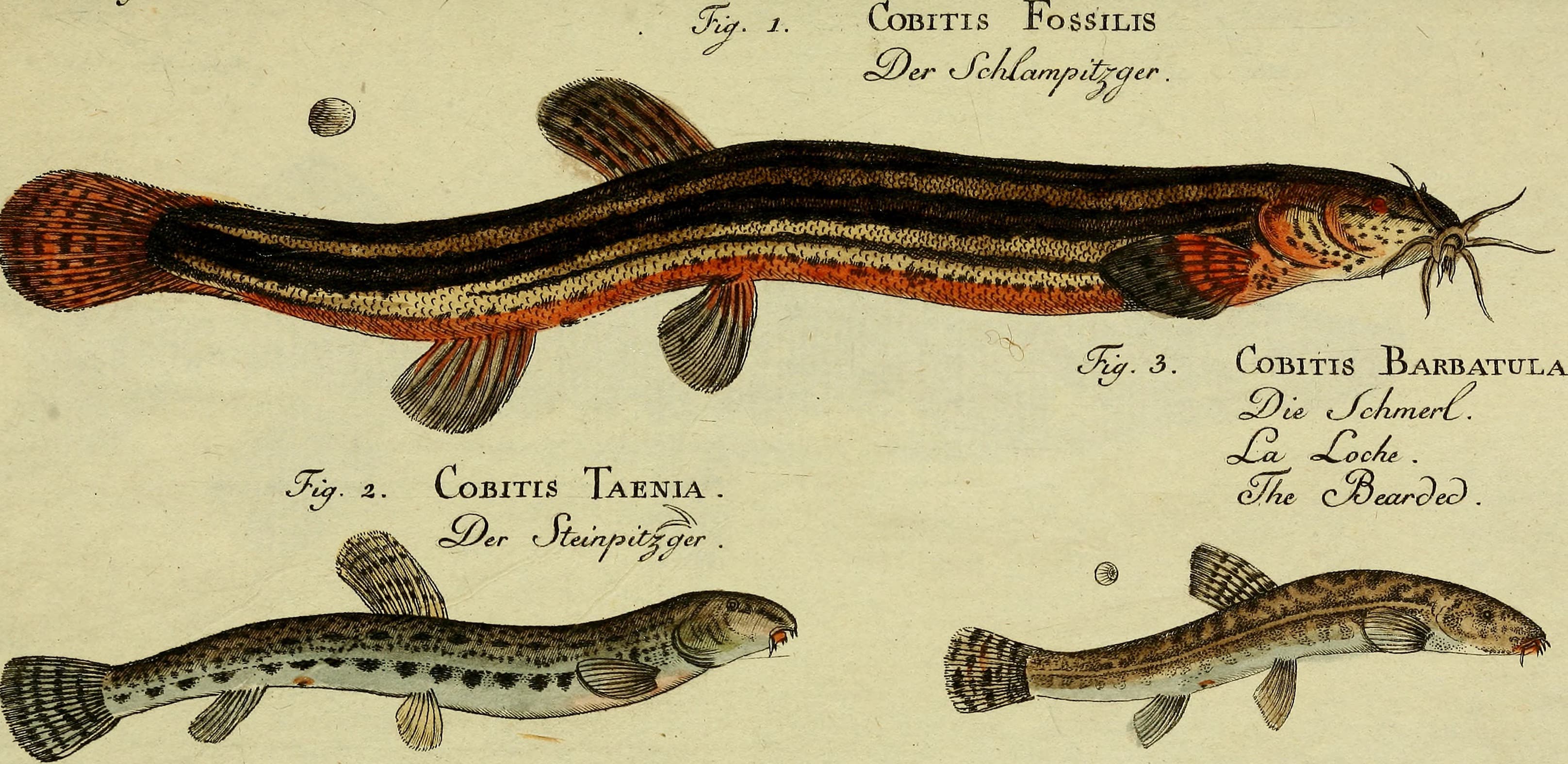 Weather Loach
