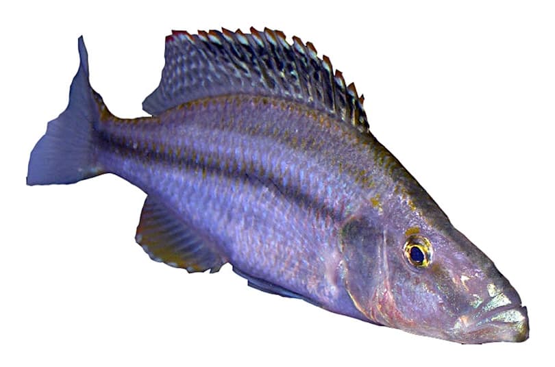 Malawi Eye-Biter