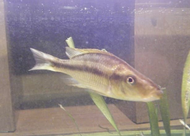 Malawi Eye-Biter