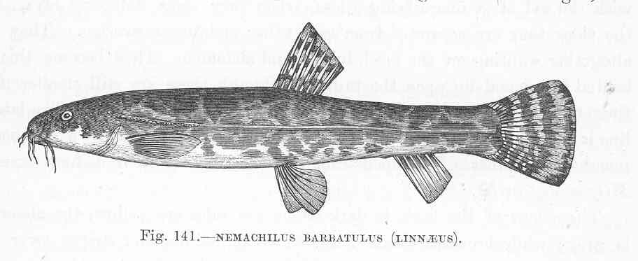 Stone Loach