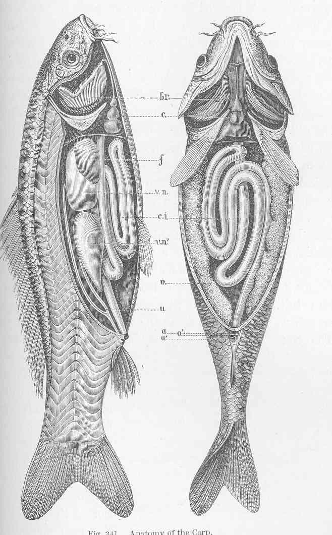 Common Carp