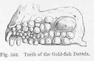 Gilt-head Bream