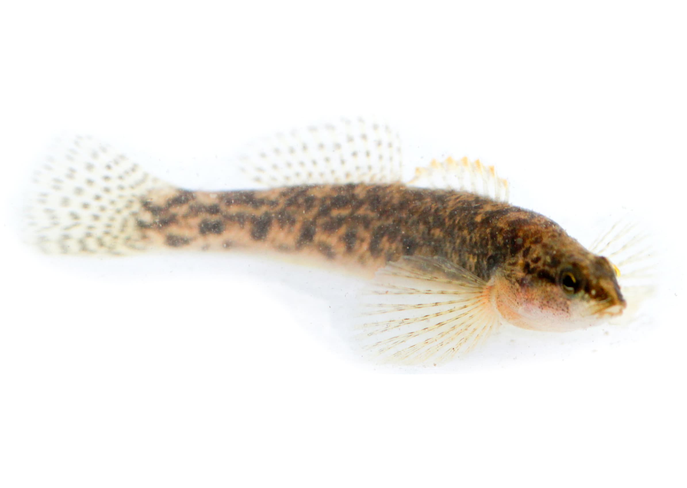 Fantail Darter