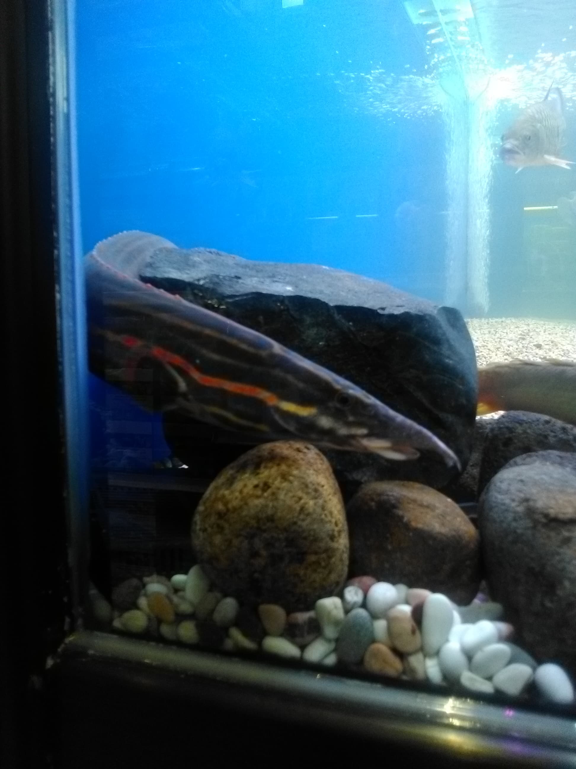 Fire Eel