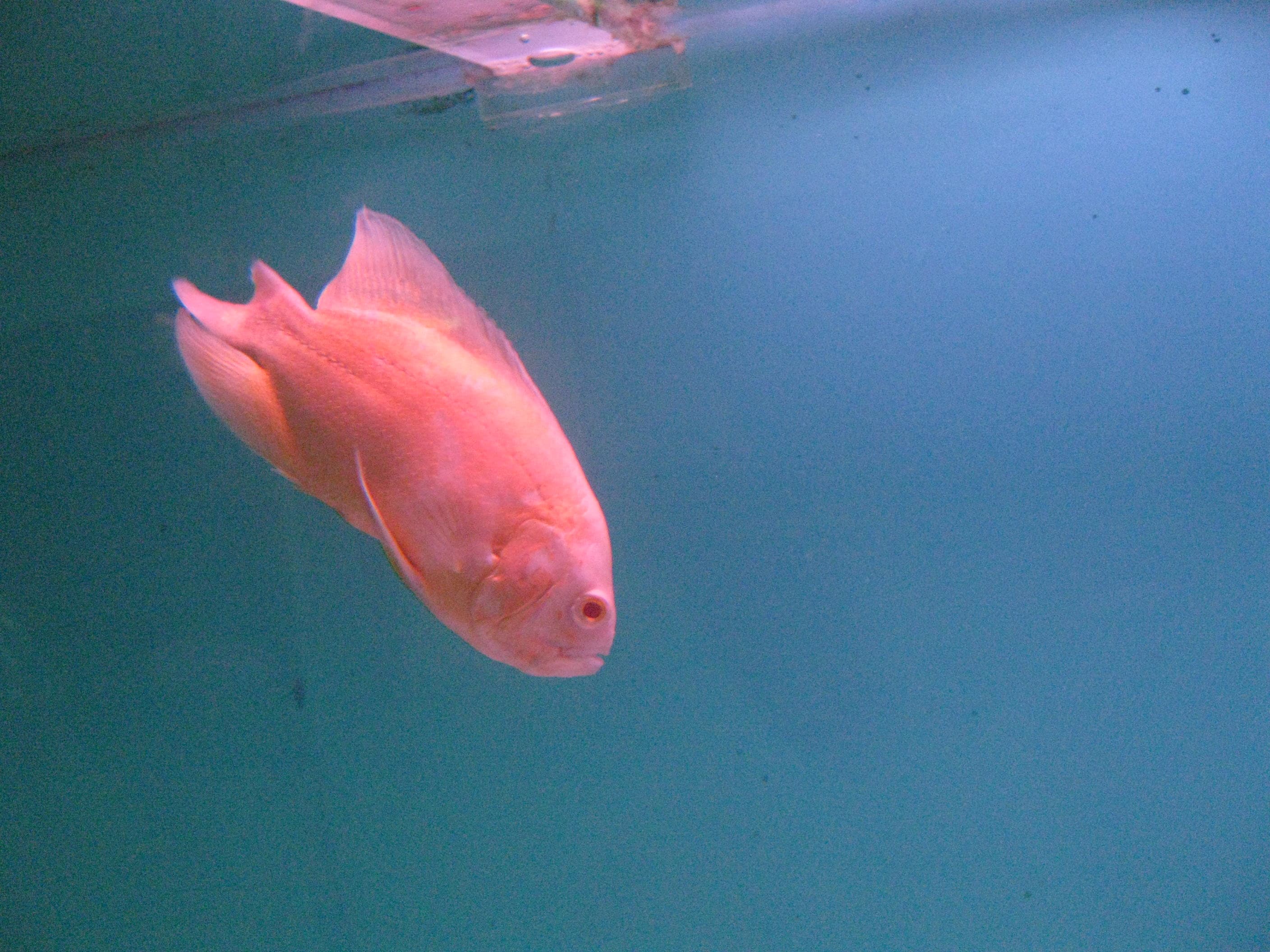 Albino Oscar Cichlid