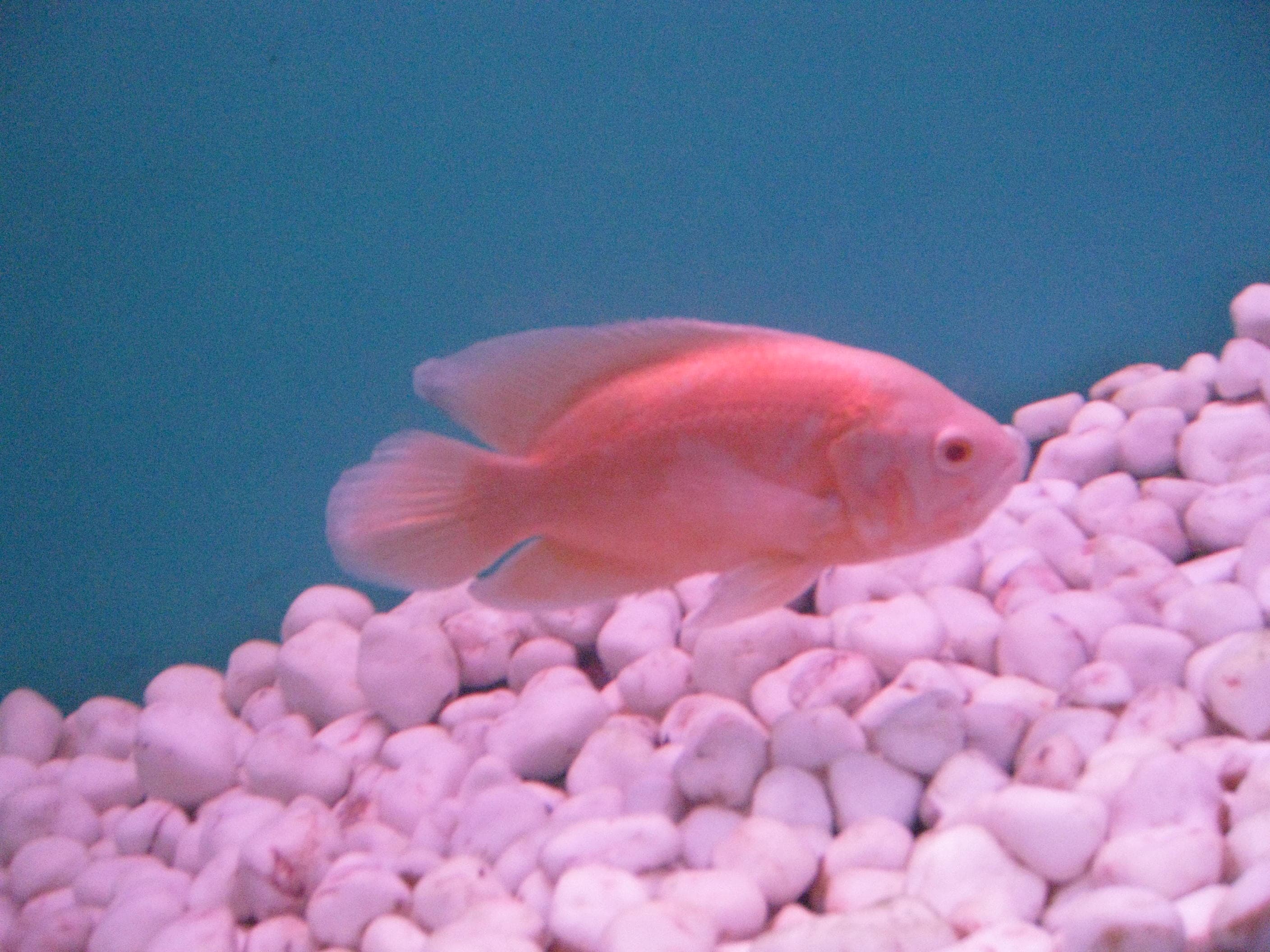 Oscar Cichlid