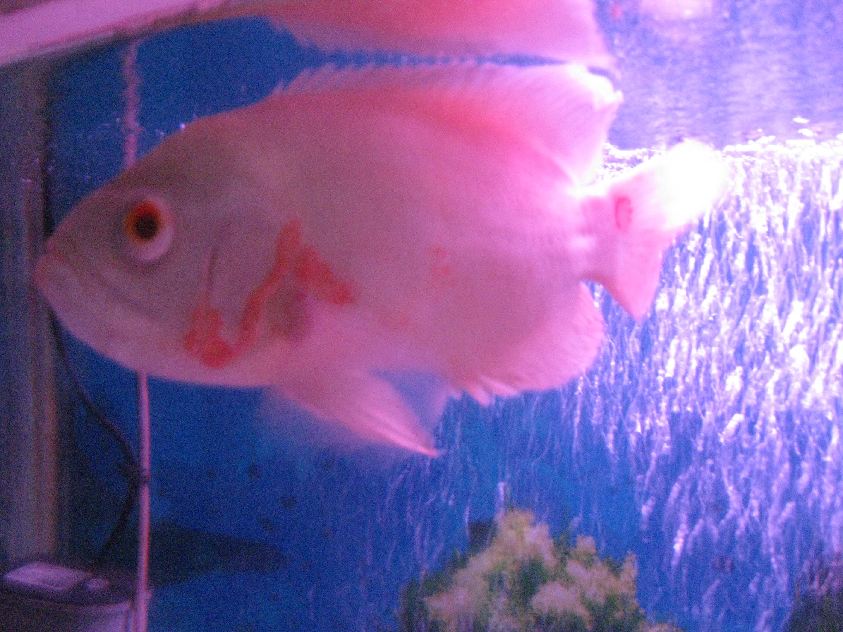 Oscar Cichlid