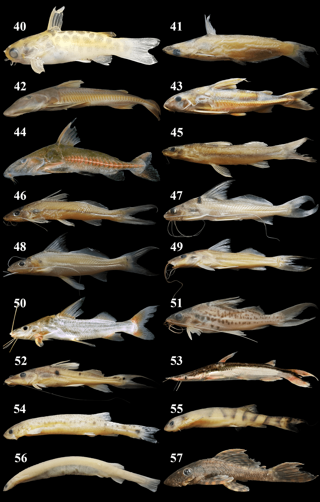 Four-lined Pimelodus
