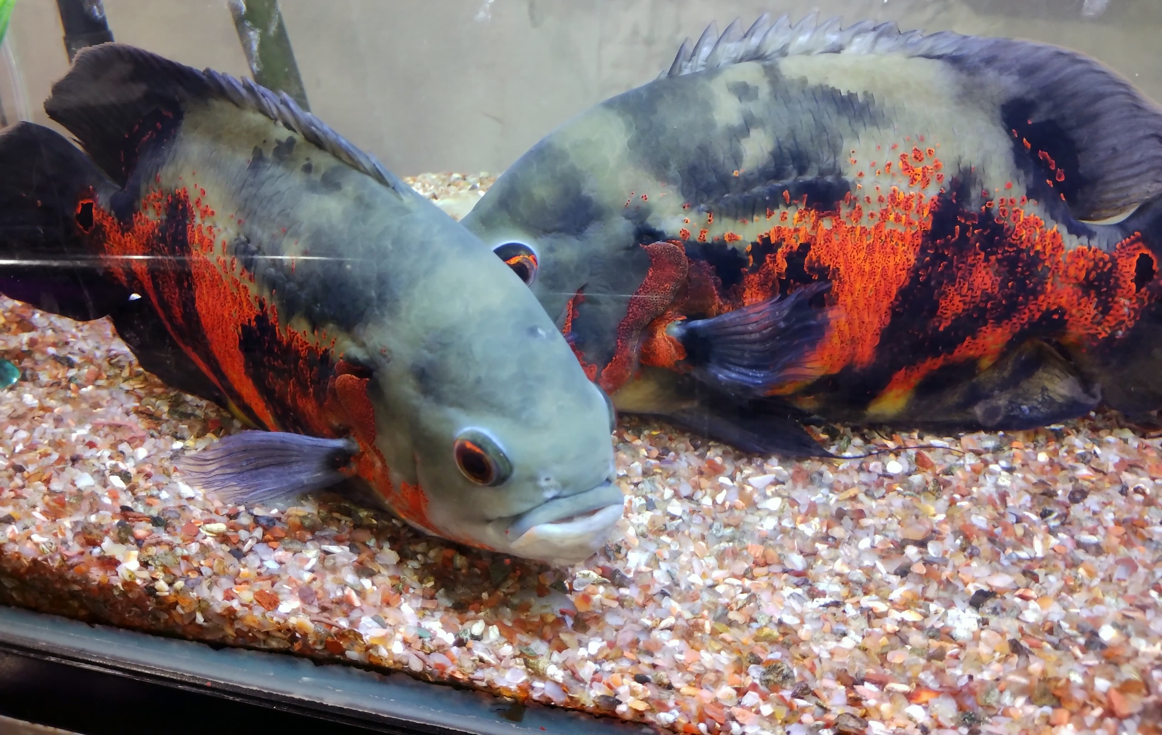 Oscar Cichlid