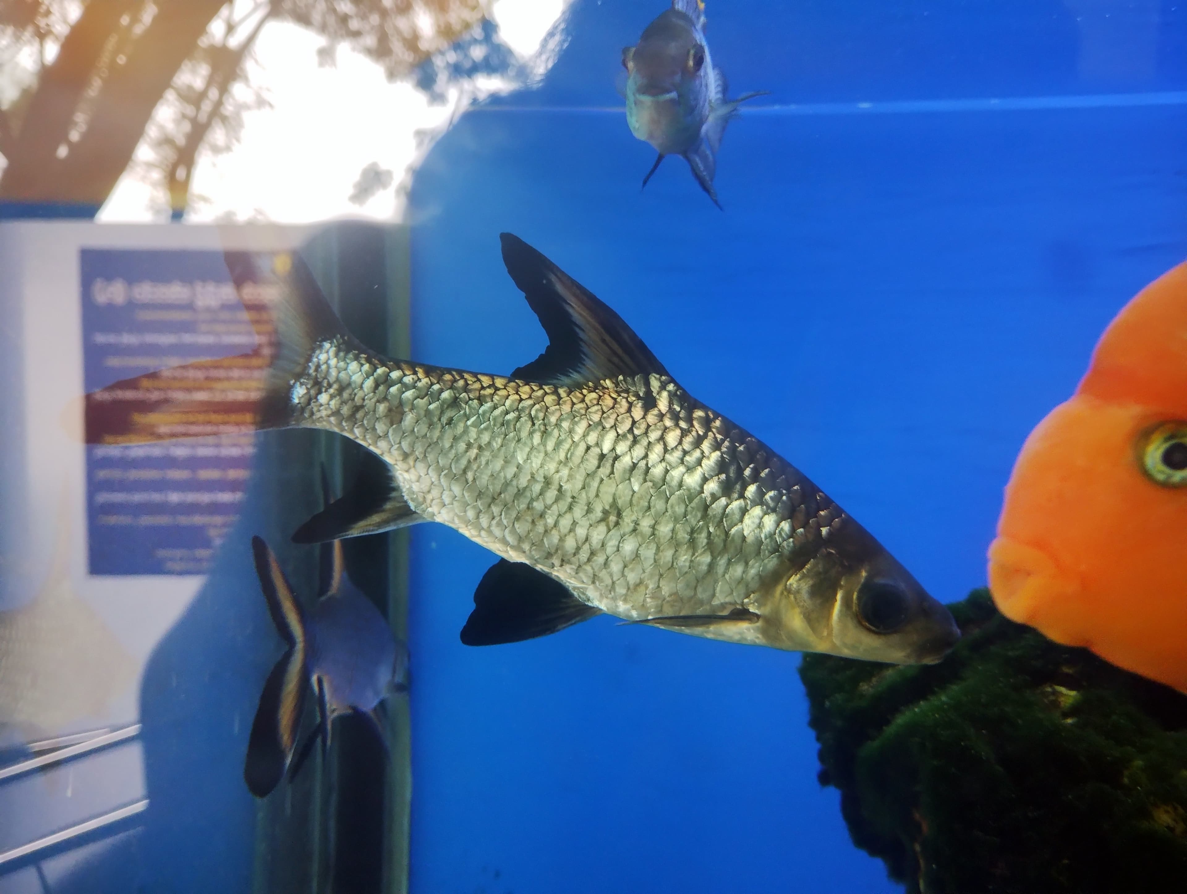 Tinfoil Barb
