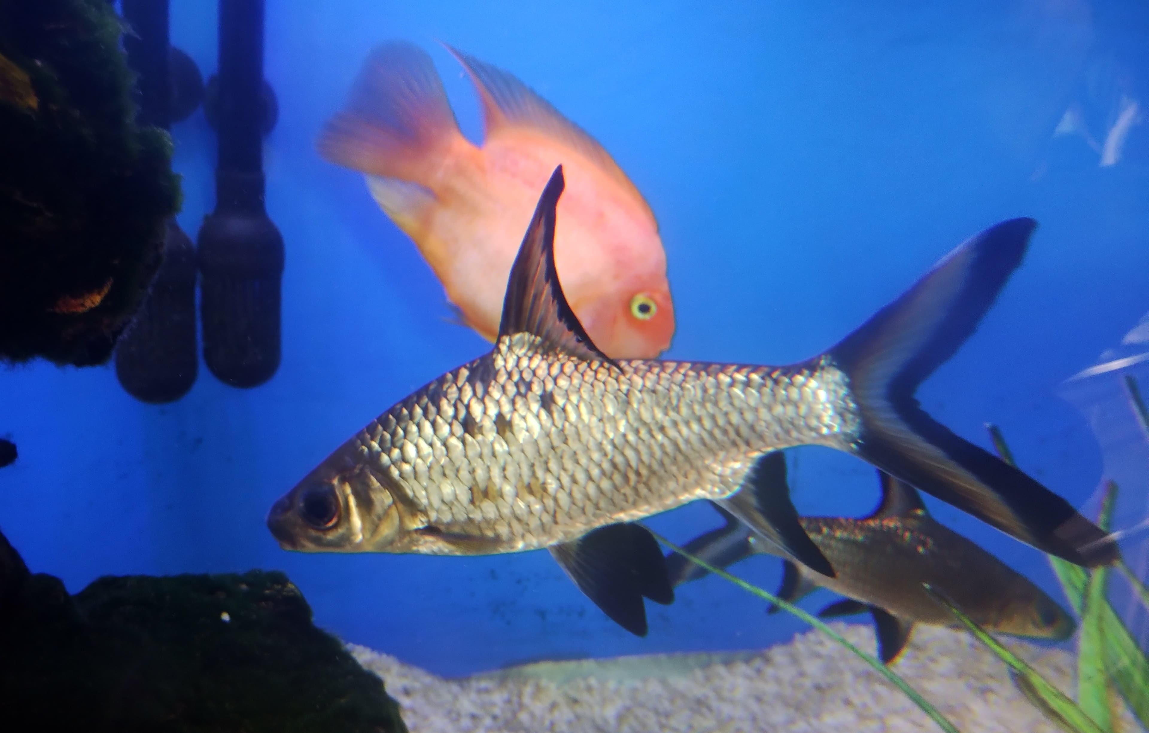 Bala Shark