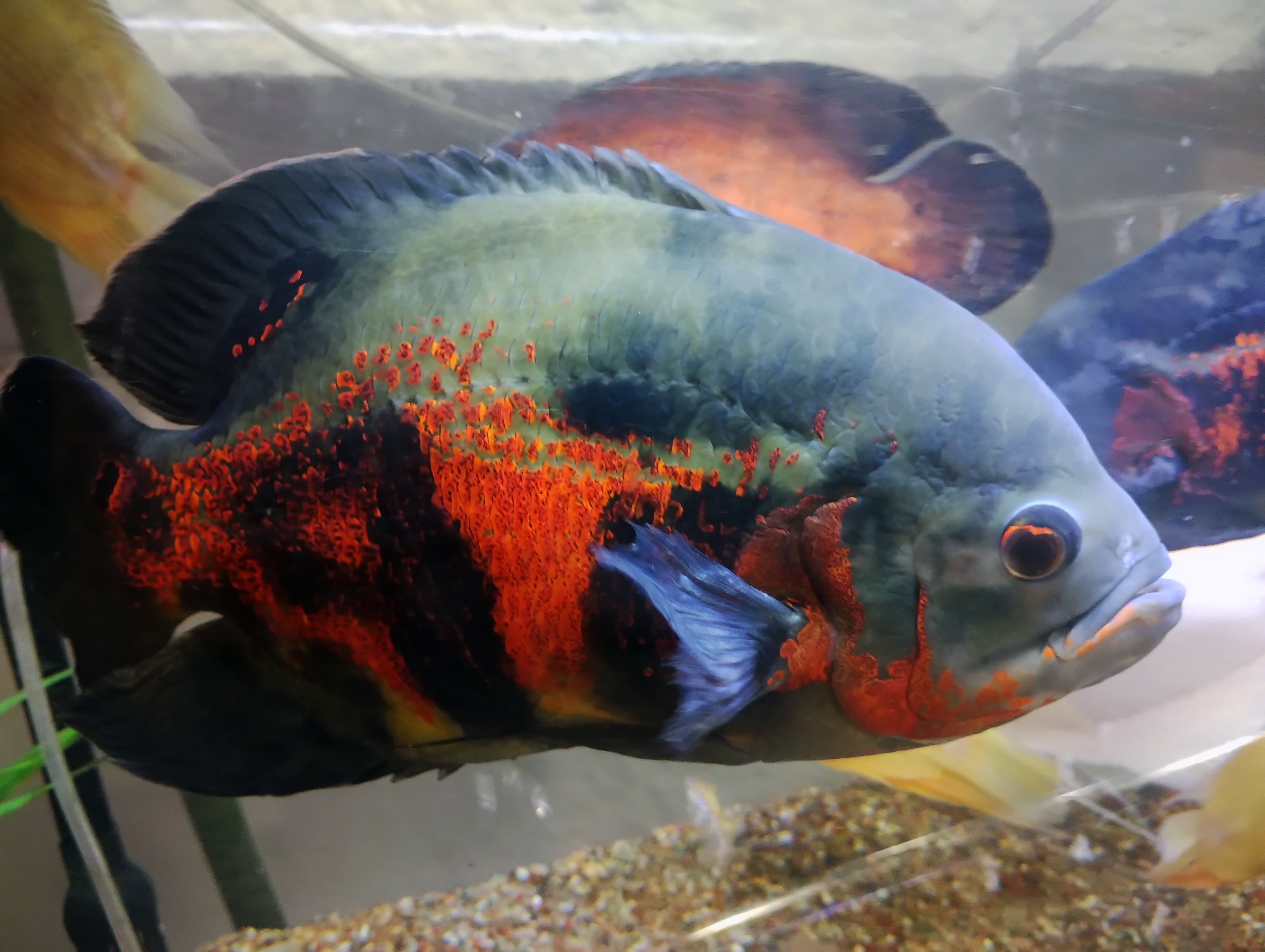 Oscar Cichlid