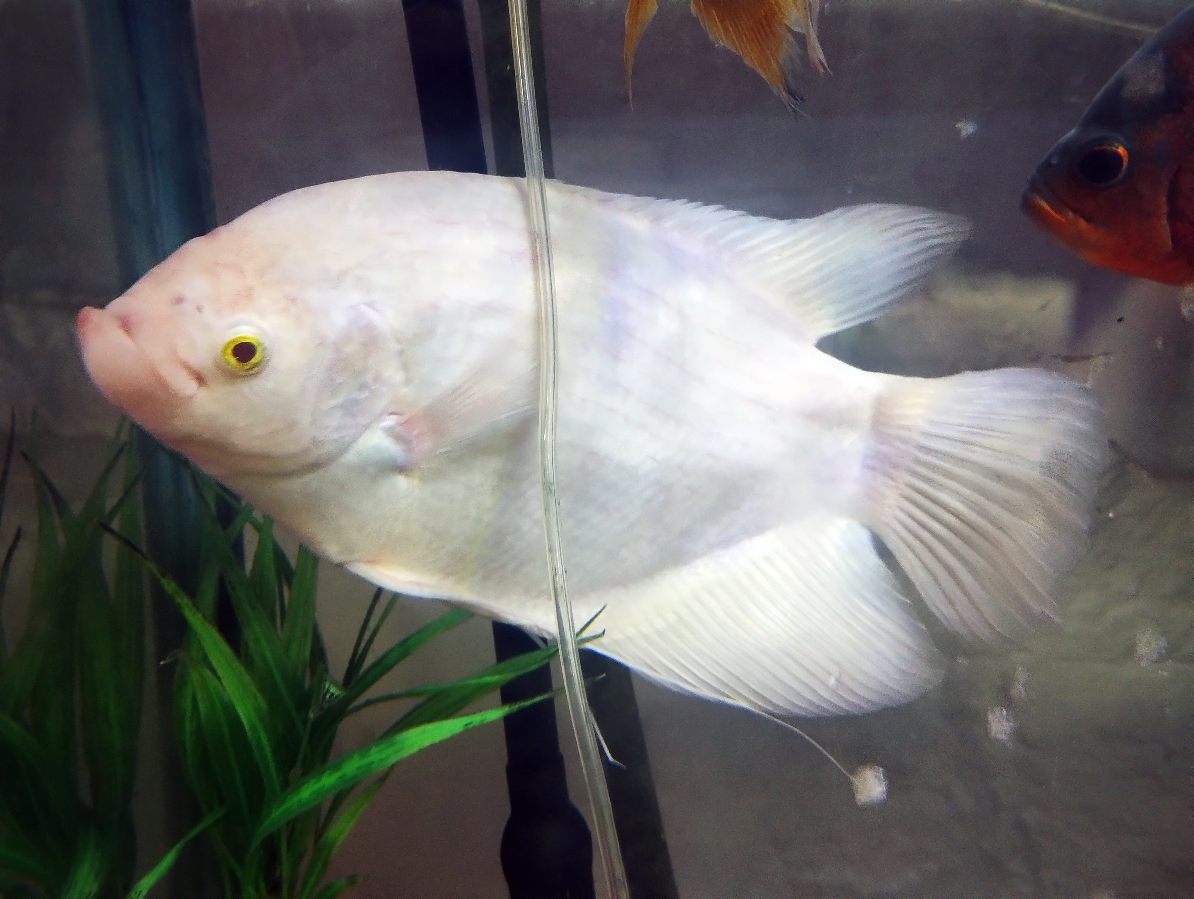 Albino Giant Gourami