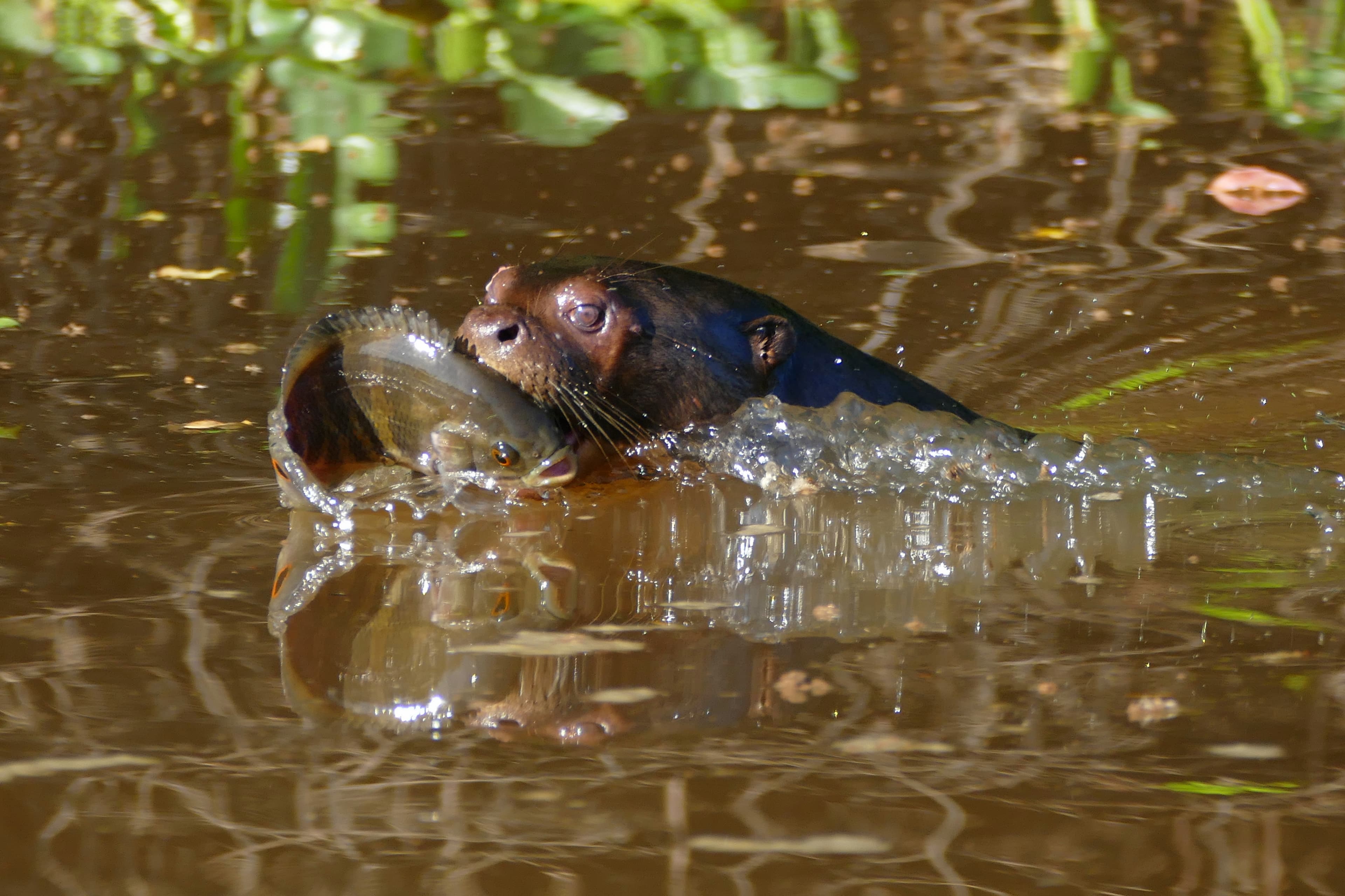 Oscar Cichlid