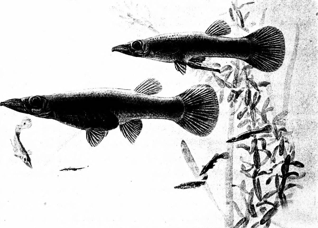 Wrestling Halfbeak