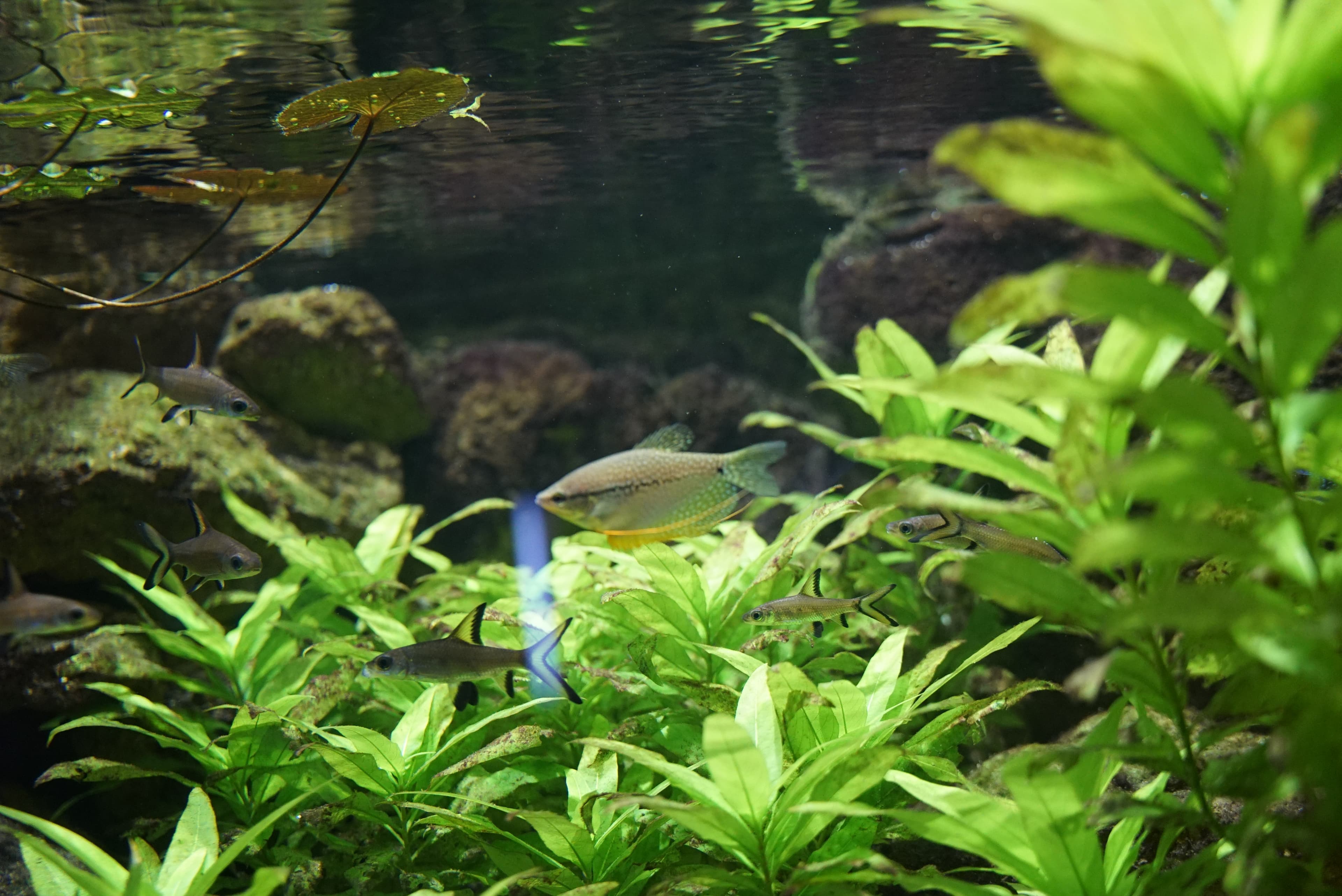 Pearl Gourami