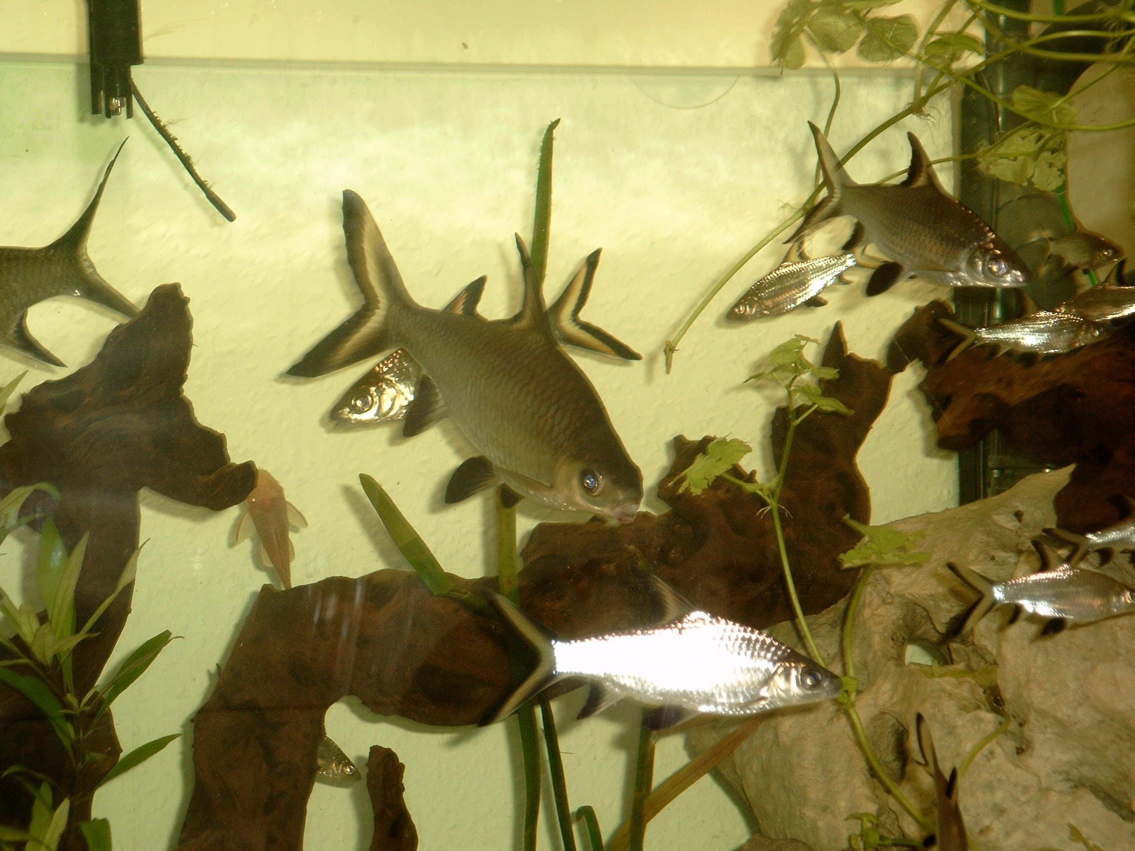 Bala Shark