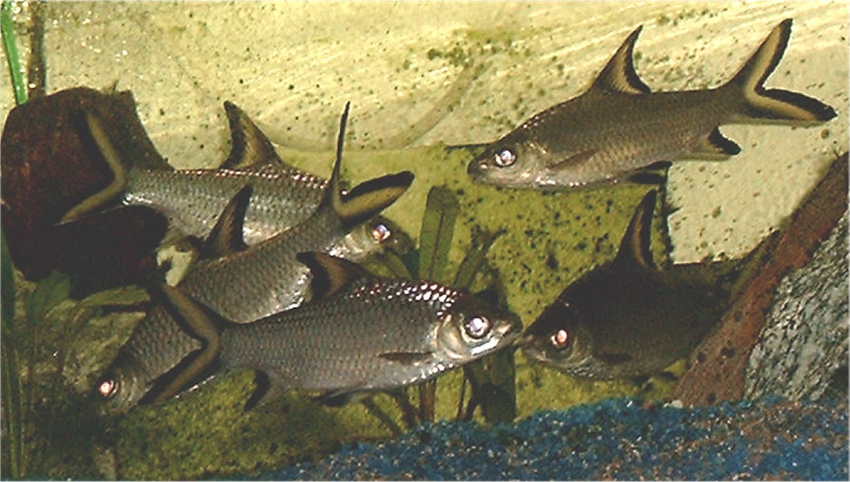 Bala Shark