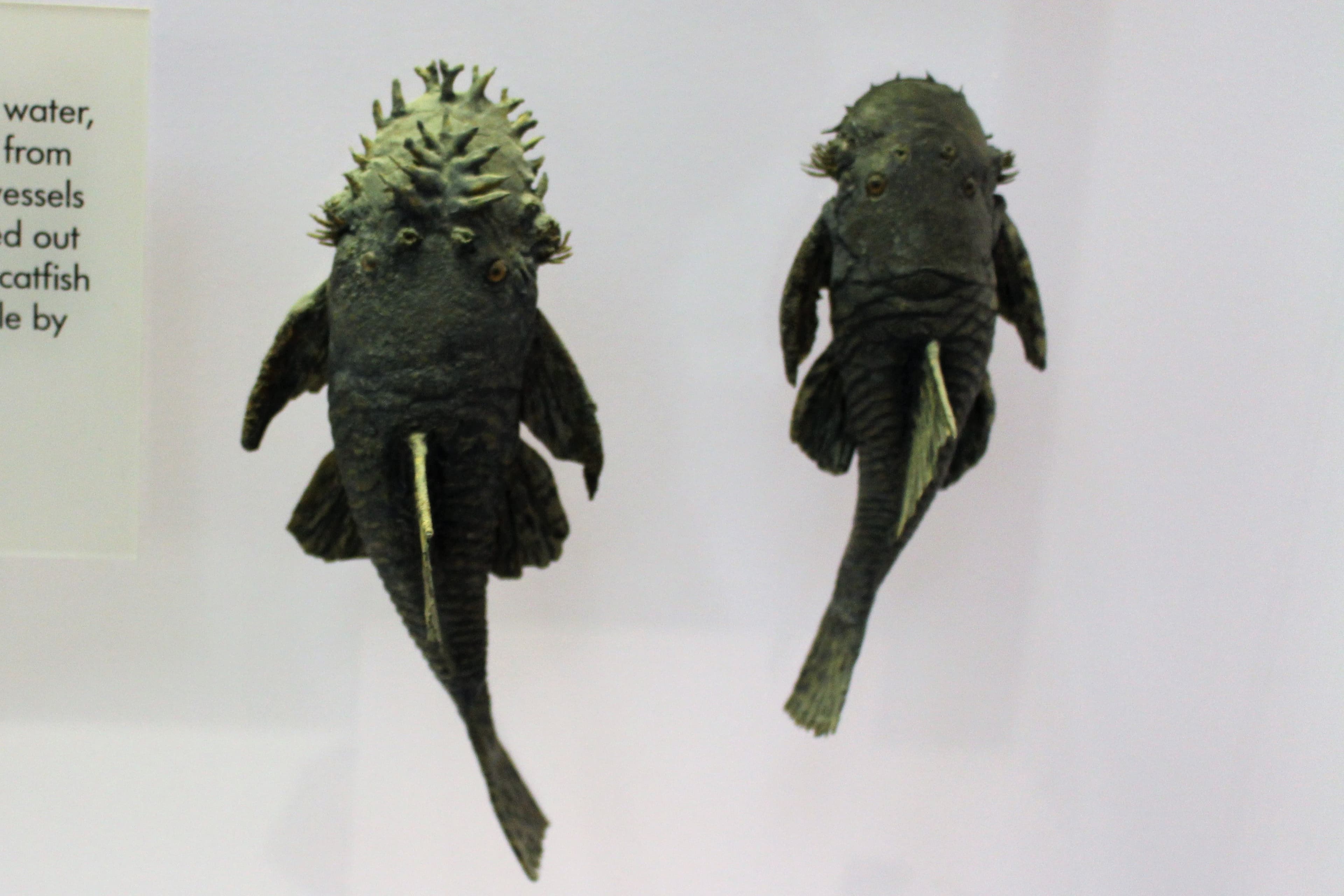 Bristlenose Pleco