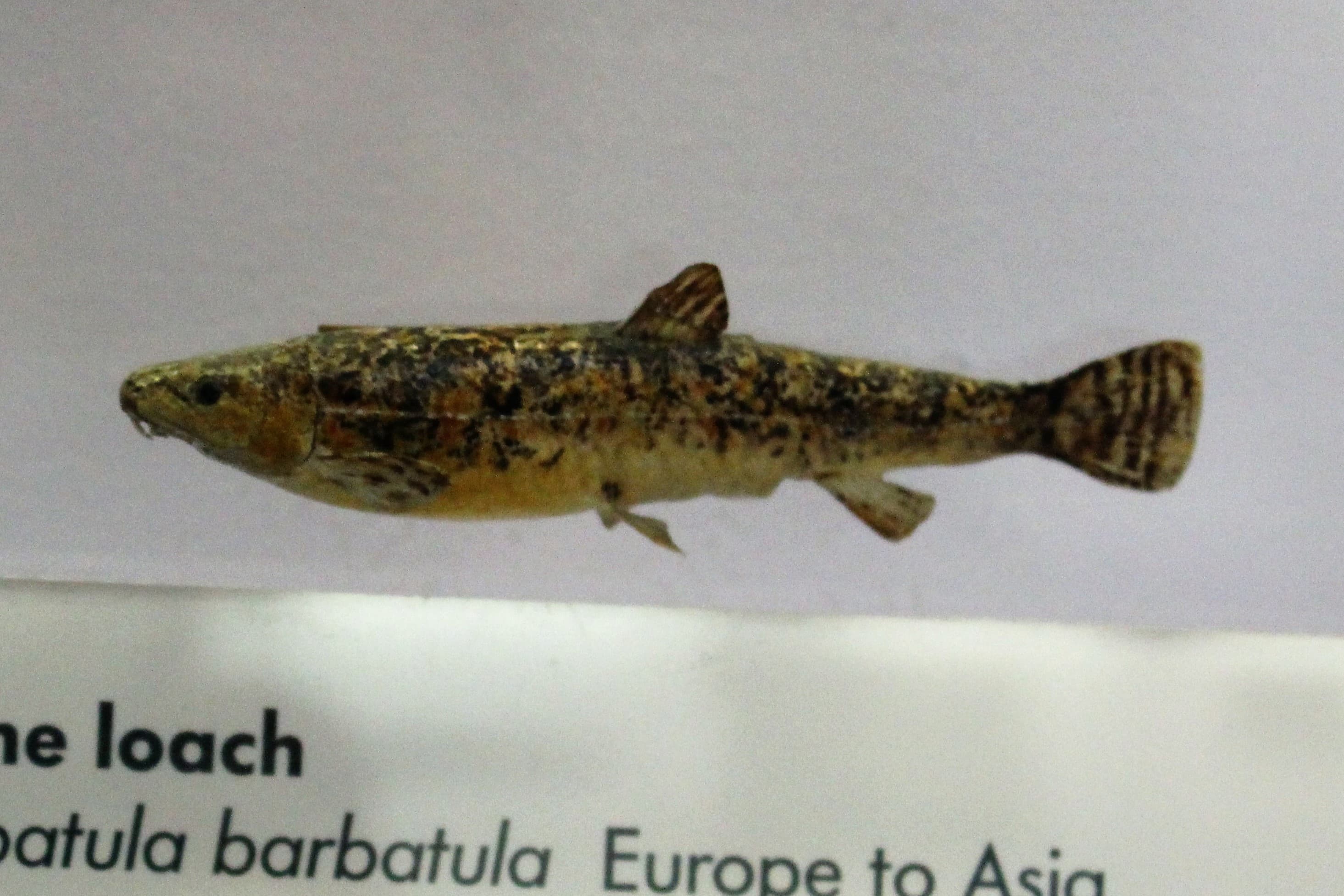 Stone Loach