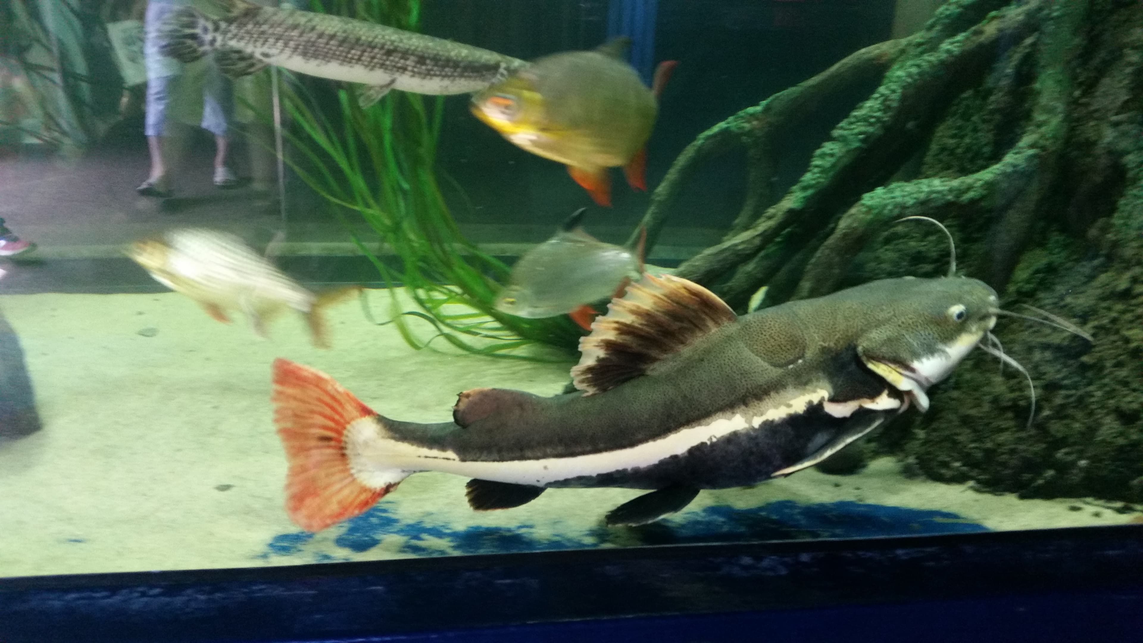 Redtail Catfish