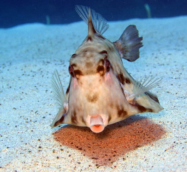 Humpback Turretfish
