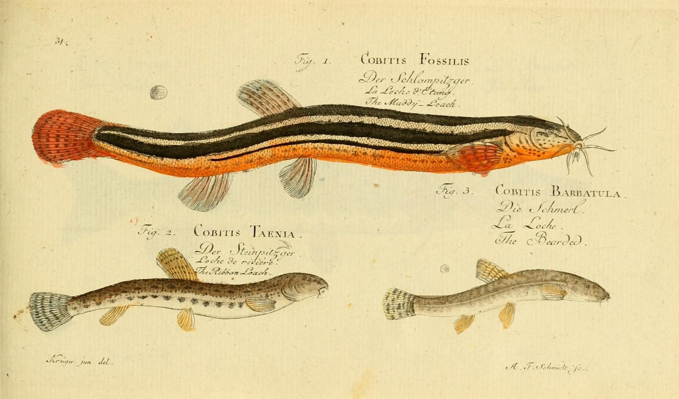 Weather Loach