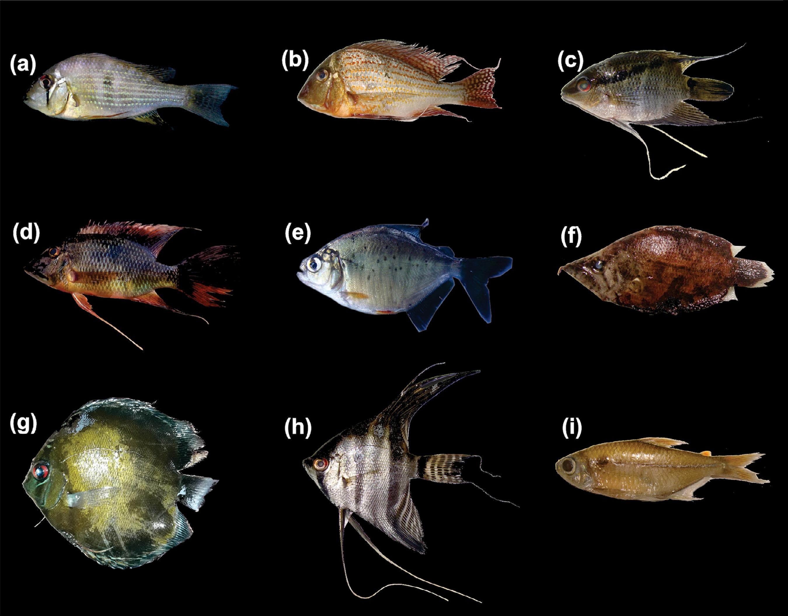Angelfish