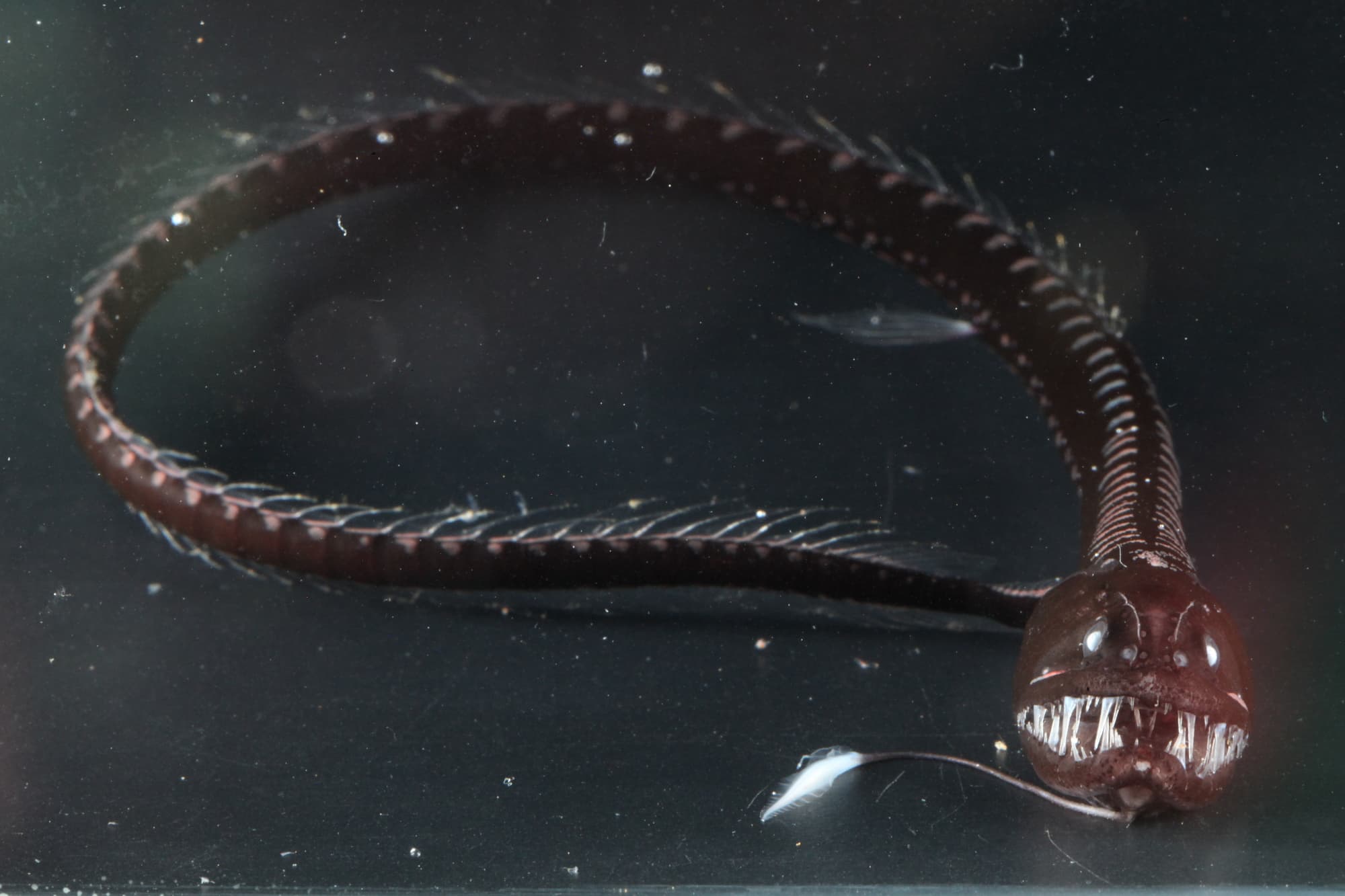 Pacific Blackdragon