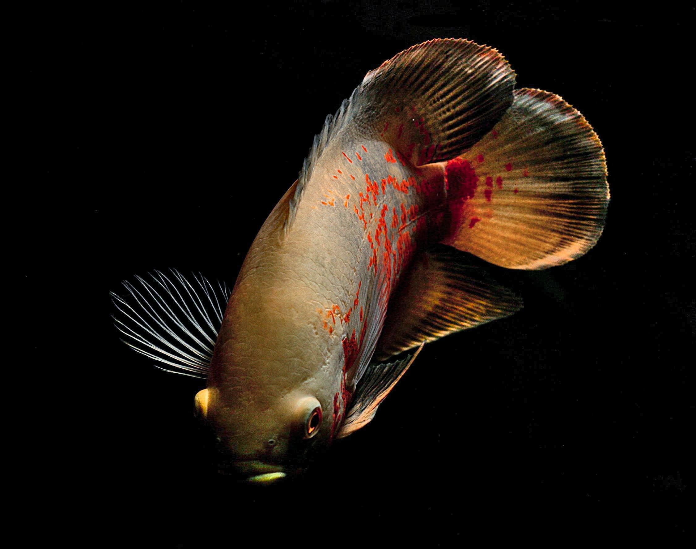 Oscar Cichlid