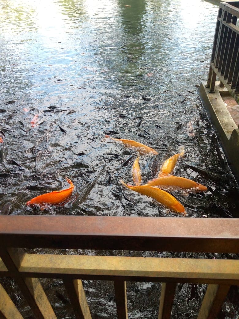 Koi