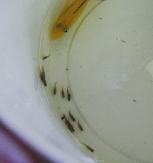 Electric Yellow Cichlid