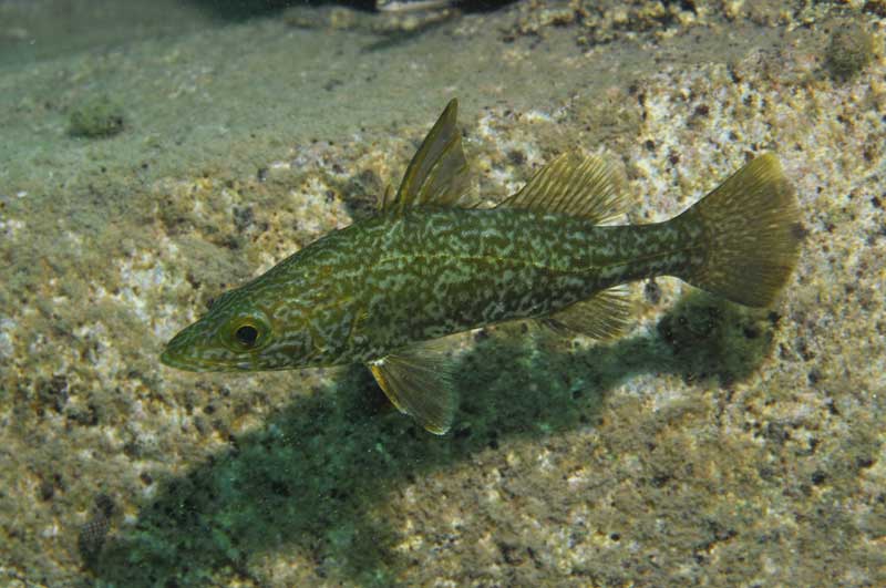Tanganyika Lates