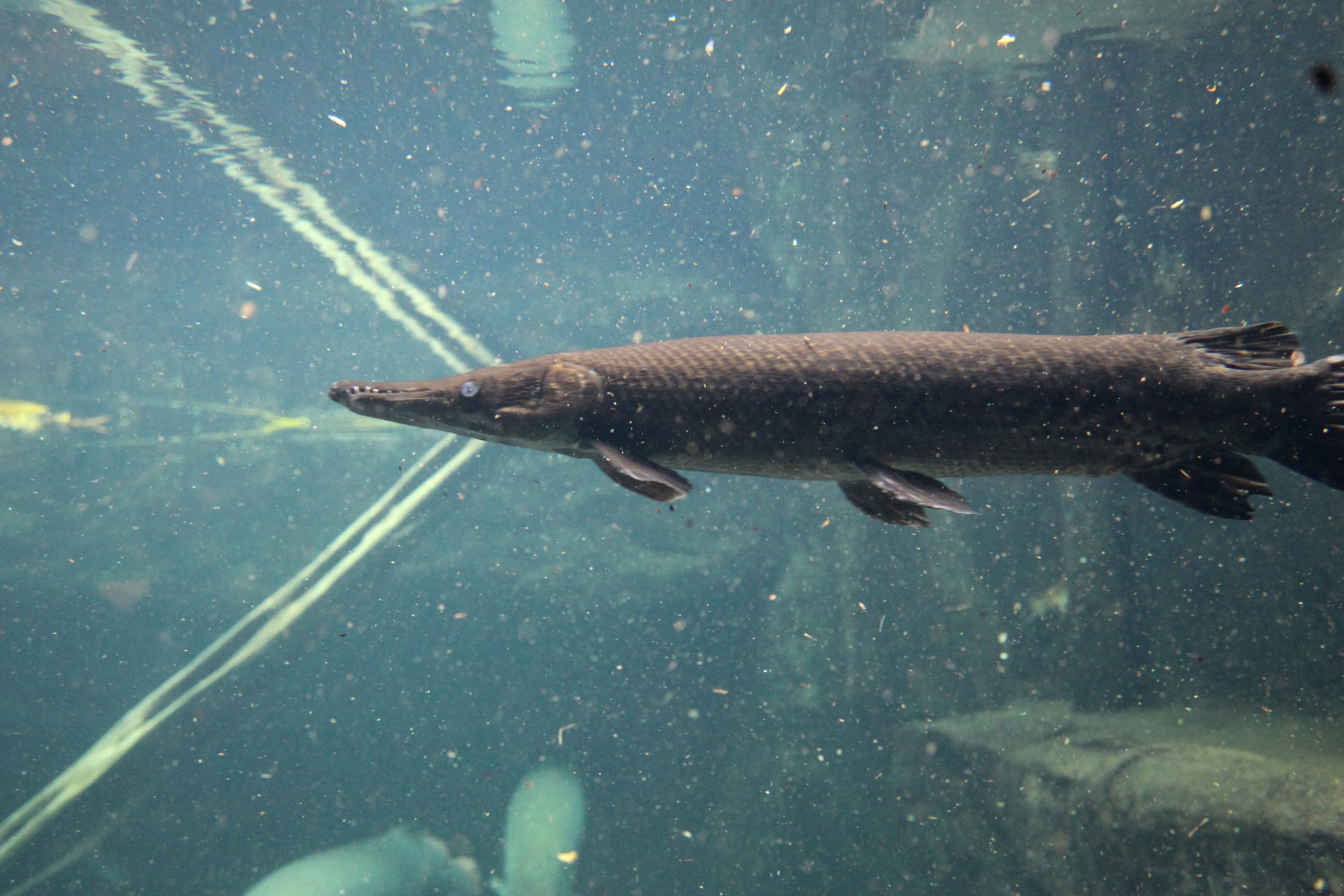 Alligator Gar
