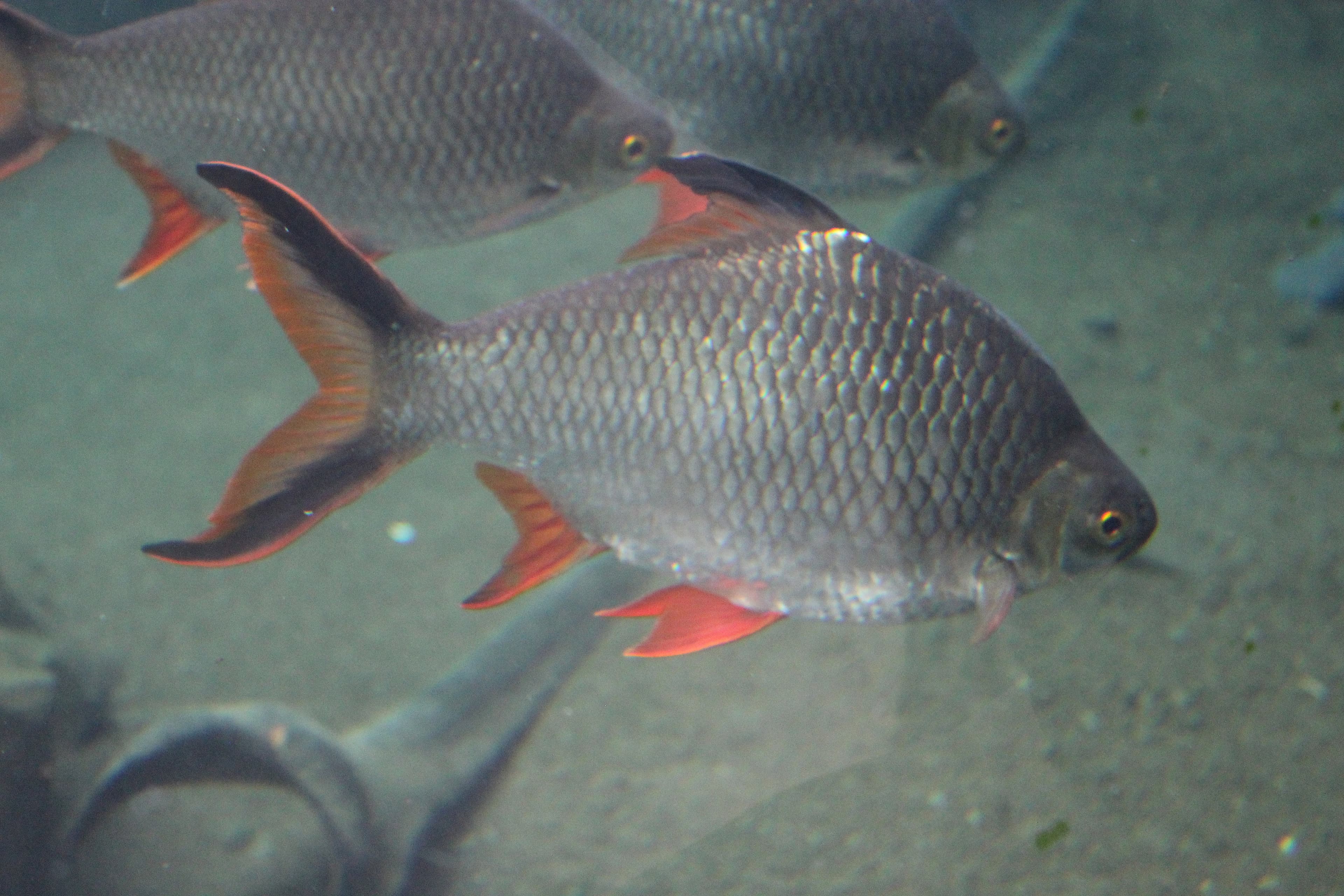 Tinfoil Barb