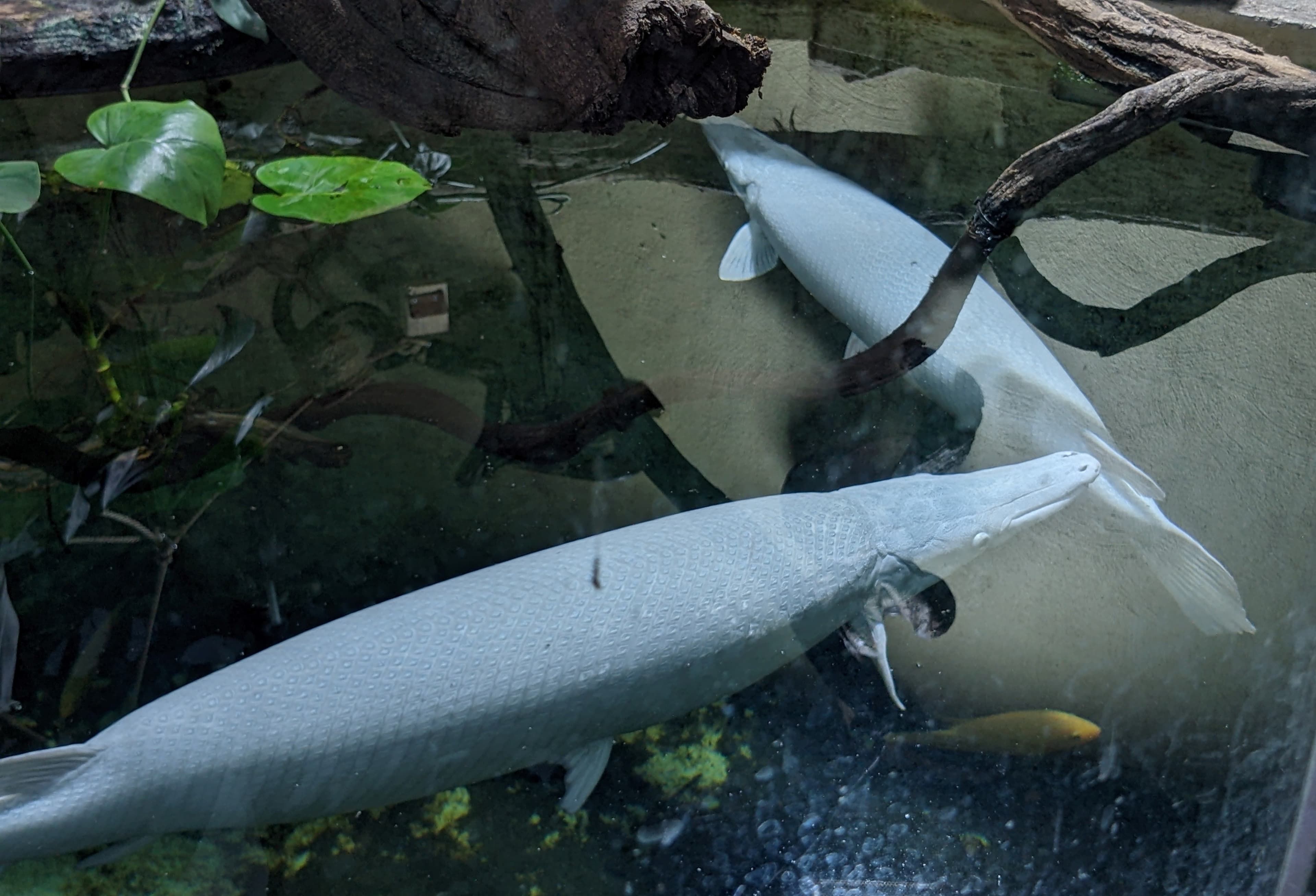 Alligator Gar