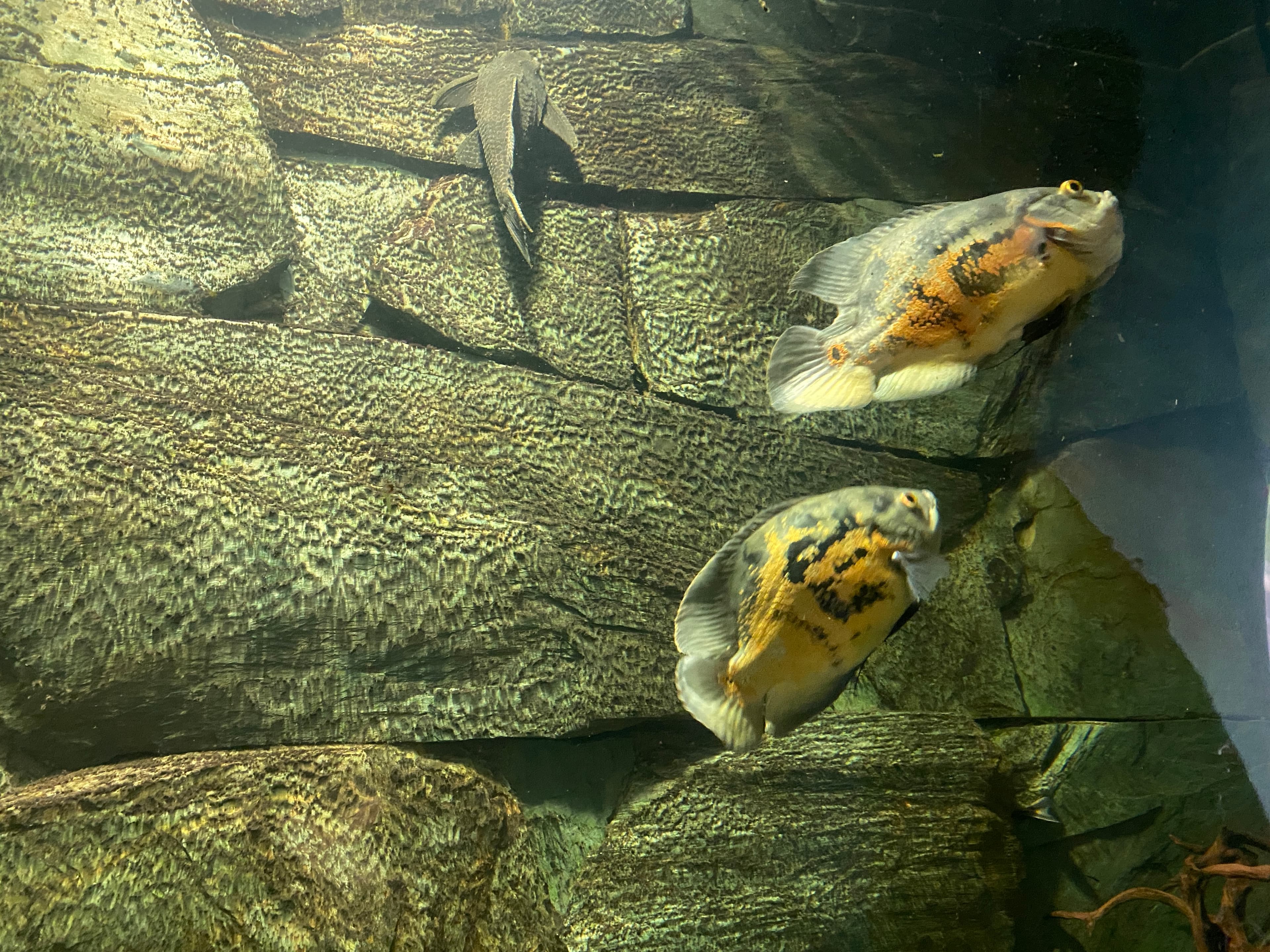 Oscar Cichlid
