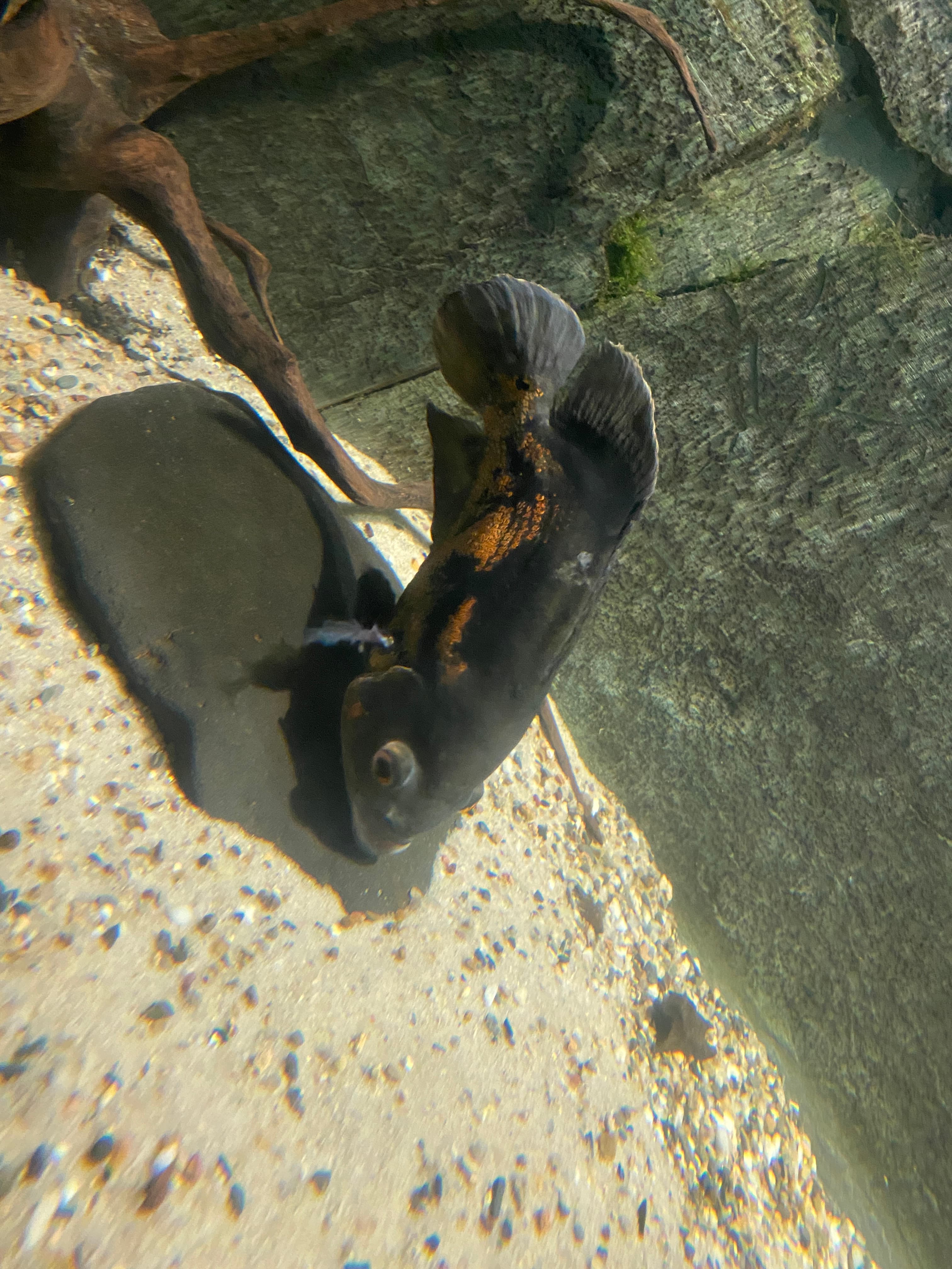 Oscar Cichlid