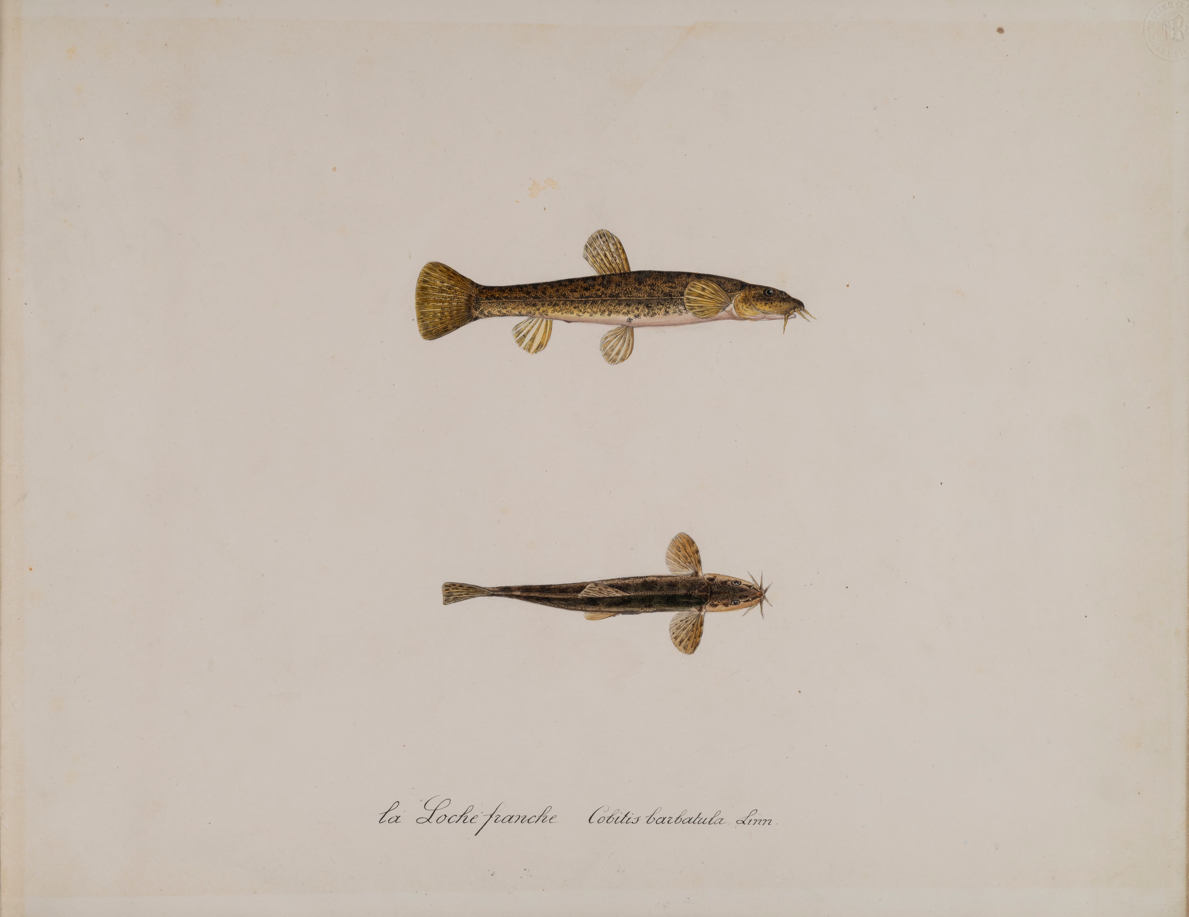 Stone Loach