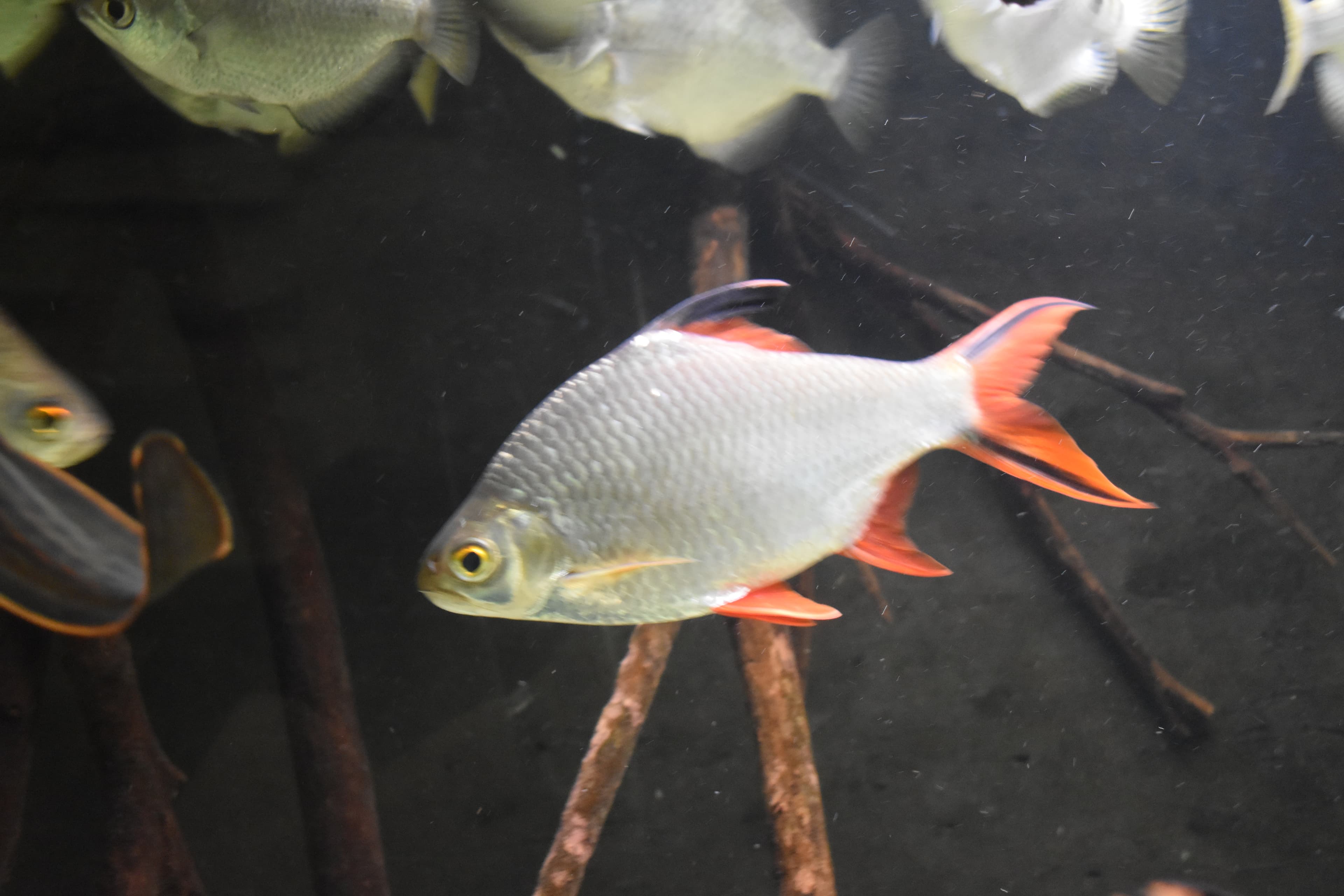 Tinfoil Barb