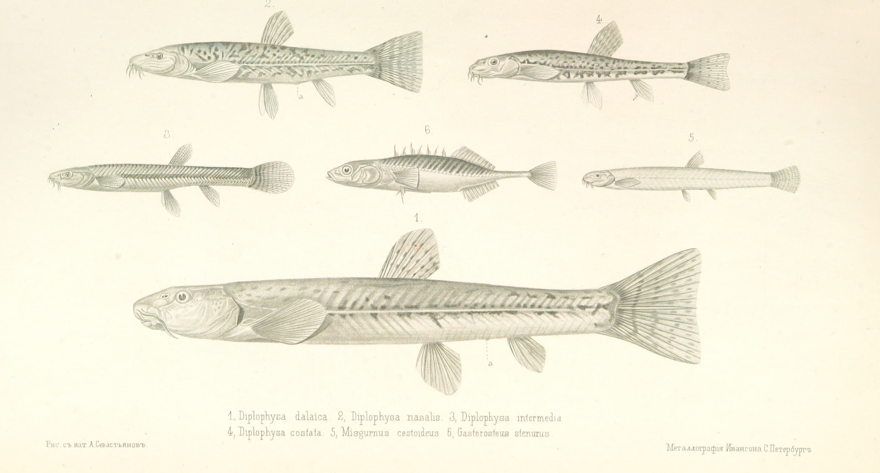 Stone Loach