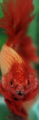 Ranchu Goldfish