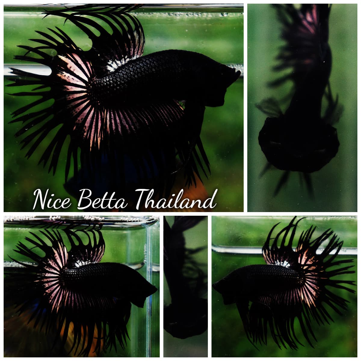 Crowntail Betta